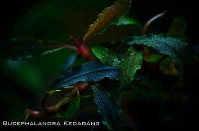 /images/product_images/info_images/plants/bucephalandra-kedagang-na-lave---bucephalandra-kedagang_3.jpg