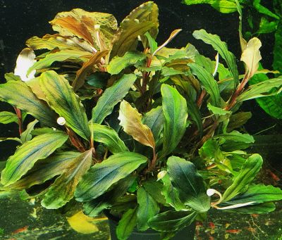 /images/product_images/info_images/plants/bucephalandra-sintang---bucephalandra-sp-sintang_2.jpg