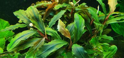 /images/product_images/info_images/plants/bucephalandra-sintang---bucephalandra-sp-sintang_4.jpg