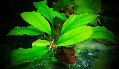 Буцефаландра Сокровище - Busephalandra sp. Treasure