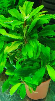 /images/product_images/info_images/plants/bucephalandra-sokrovische---busephalandra-sp-treasure_3.jpg