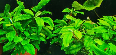 /images/product_images/info_images/plants/bucephalandra-sokrovische---busephalandra-sp-treasure_5.jpg