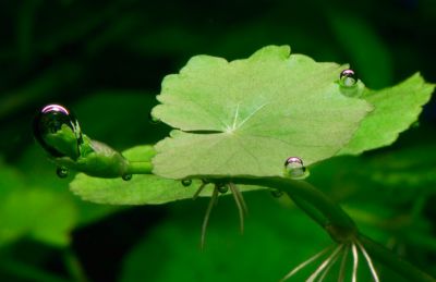 /images/product_images/info_images/plants/gidrokotila---hydrocotyle-leucocephala-_3.jpg