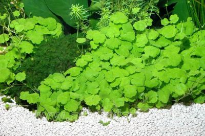 /images/product_images/info_images/plants/gidrokotila---hydrocotyle-leucocephala-_4.jpg