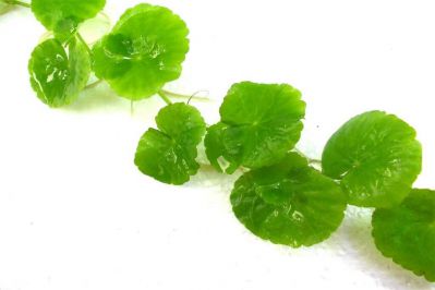 /images/product_images/info_images/plants/gidrokotila---hydrocotyle-leucocephala-_5.jpg