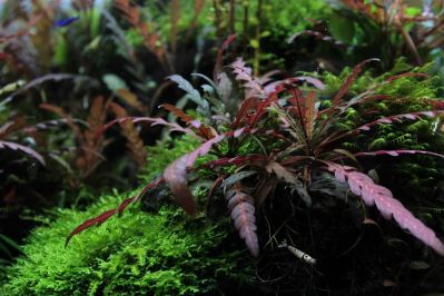 /images/product_images/info_images/plants/gigrophila-pinnatiphida---hygrophila-pinnatifida_1.jpg