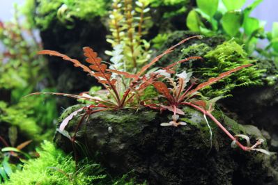 /images/product_images/info_images/plants/gigrophila-pinnatiphida---hygrophila-pinnatifida_2.jpg