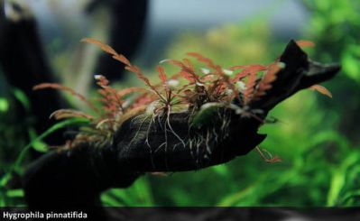 /images/product_images/info_images/plants/gigrophila-pinnatiphida---hygrophila-pinnatifida_4.jpg