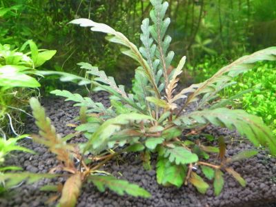 /images/product_images/info_images/plants/gigrophila-pinnatiphida---hygrophila-pinnatifida_5.jpg