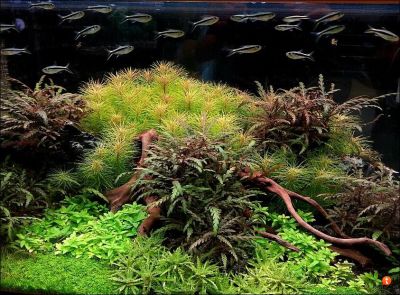 /images/product_images/info_images/plants/gigrophila-pinnatiphida---hygrophila-pinnatifida_6.jpg