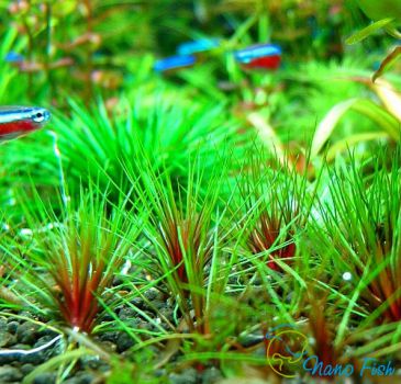 /images/product_images/info_images/plants/jeriukalon-krasnyj-avstralijskij---eriocaulon-australia-red_1.jpg