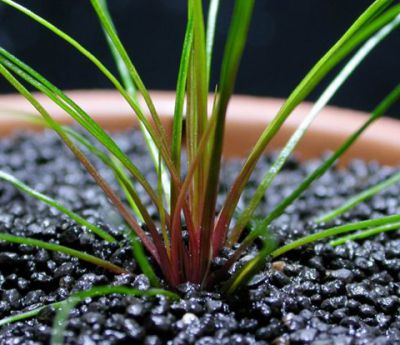 /images/product_images/info_images/plants/jeriukalon-krasnyj-avstralijskij---eriocaulon-australia-red_3.jpg