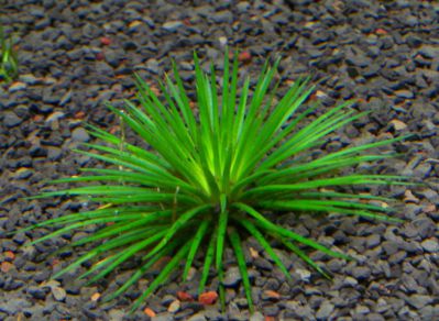 /images/product_images/info_images/plants/jeriukalon-sinereum---eriocaulon-cinereum-_2.jpg