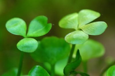 Марсилия - Marsilea quadrifolia