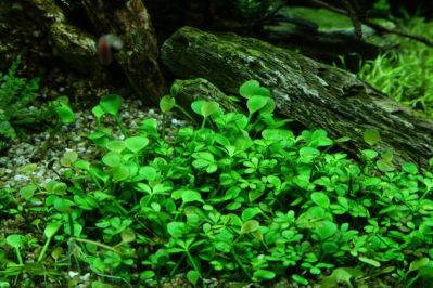/images/product_images/info_images/plants/marsilija---marsilea-quadrifolia_1.jpg