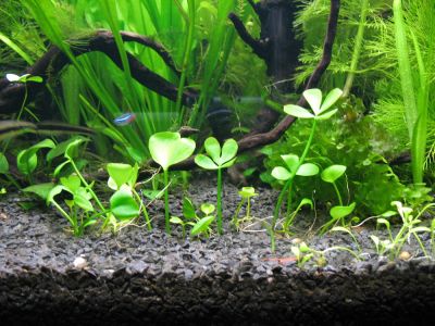 /images/product_images/info_images/plants/marsilija---marsilea-quadrifolia_2.jpg