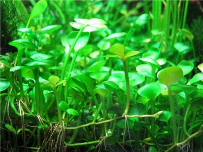 /images/product_images/info_images/plants/marsilija---marsilea-quadrifolia_3.jpg