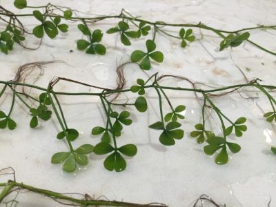 /images/product_images/info_images/plants/marsilija---marsilea-quadrifolia_4.jpg