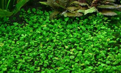 /images/product_images/info_images/plants/marsilija---marsilea-quadrifolia_5.jpg