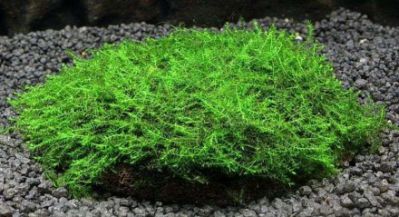 /images/product_images/info_images/plants/moh-babl-na-lave---moss-sp-bubble_1.jpg