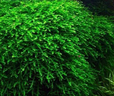 /images/product_images/info_images/plants/moh-babl-na-lave---moss-sp-bubble_2.jpg