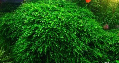 /images/product_images/info_images/plants/moh-babl-na-lave---moss-sp-bubble_3.jpg