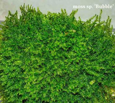 /images/product_images/info_images/plants/moh-babl-na-lave---moss-sp-bubble_4.jpg