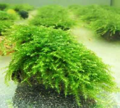 /images/product_images/info_images/plants/moh-babl-na-lave---moss-sp-bubble_5.jpg