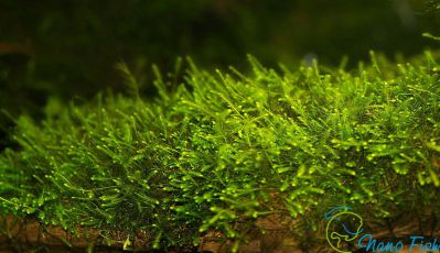 /images/product_images/info_images/plants/moh-mini-java-na-lave---taxiphyllum-barbieri-mini-_6.jpg