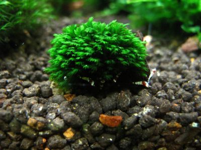 /images/product_images/info_images/plants/moh-phissidens-mini---fissidens-splachnobryoides_1.jpg
