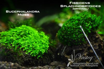 /images/product_images/info_images/plants/moh-phissidens-mini---fissidens-splachnobryoides_3.jpg
