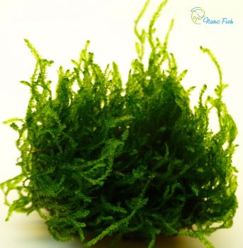 /images/product_images/info_images/plants/moh-plamja-na-lave---flame-moss-_1.jpg