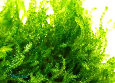 /images/product_images/info_images/plants/moh-plamja-na-lave---flame-moss-_2.jpg