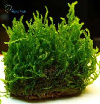 /images/product_images/info_images/plants/moh-plamja-na-lave---flame-moss-_3.jpg