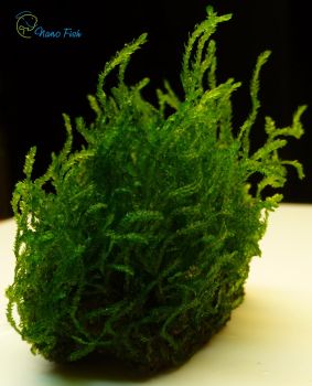 /images/product_images/info_images/plants/moh-plamja-na-lave---flame-moss-_4.jpg