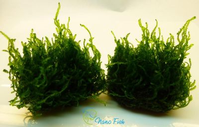 /images/product_images/info_images/plants/moh-plamja-na-lave---flame-moss-_5.jpg