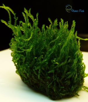 /images/product_images/info_images/plants/moh-plamja-na-lave---flame-moss-_6.jpg