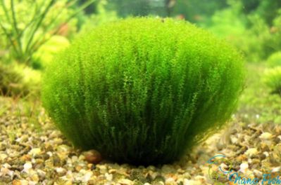 /images/product_images/info_images/plants/moh-string-na-lave---stringy-moss_2.jpg