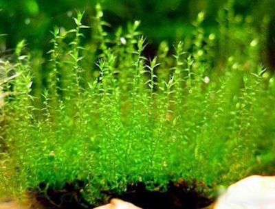 /images/product_images/info_images/plants/moh-string-na-lave---stringy-moss_6.jpg