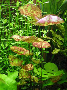 Нимфея микранта - Nymphaea micrantha