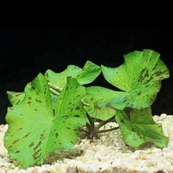 /images/product_images/info_images/plants/nimpheja-mikranta---nymphaea-micrantha_4.jpg