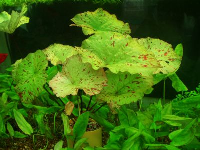 Нимфея микранта - Nymphaea micrantha