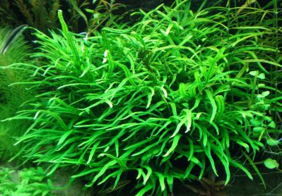 /images/product_images/info_images/plants/paporotnik-uzkolistnyj-tajland---microsorum-pteropus-narrow-1_4.jpg
