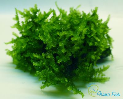/images/product_images/info_images/plants/pavlinij-moh-na-lave---peacock-moss_1.jpg