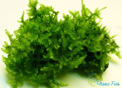 /images/product_images/info_images/plants/pavlinij-moh-na-lave---peacock-moss_2.png