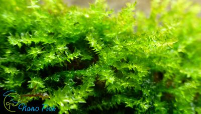 /images/product_images/info_images/plants/pavlinij-moh-na-lave---peacock-moss_3.jpg