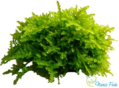 /images/product_images/info_images/plants/pavlinij-moh-na-lave---peacock-moss_5.jpg