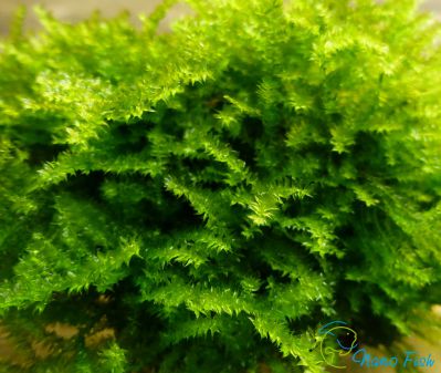 /images/product_images/info_images/plants/pavlinij-moh-na-lave---peacock-moss_6.jpg