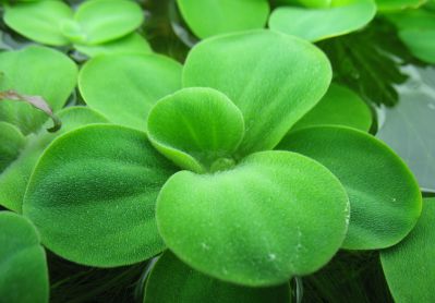 Пистия - Pistia stratiotes