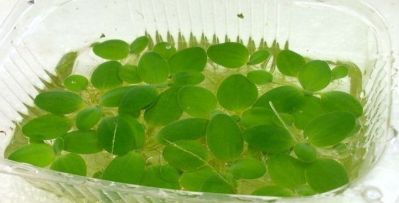 /images/product_images/info_images/plants/pistija---pistia-stratiotes_1.JPG